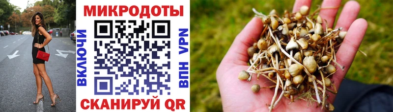 Галлюциногенные грибы Psilocybine cubensis  Корсаков 